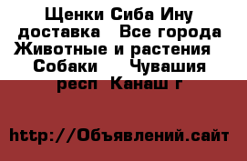 Щенки Сиба Ину доставка - Все города Животные и растения » Собаки   . Чувашия респ.,Канаш г.